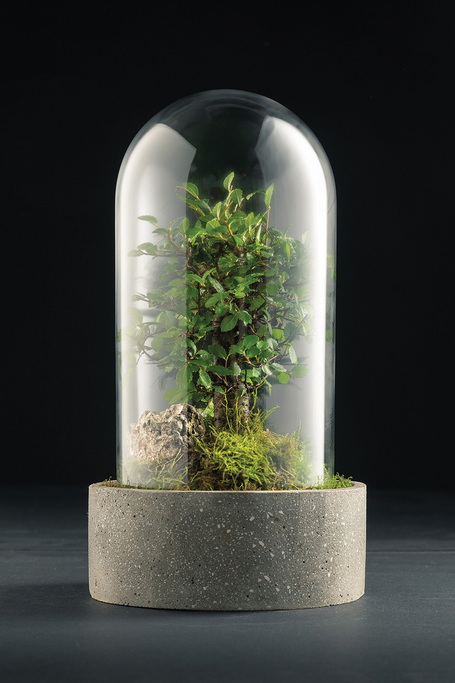 01_terariu-inchis_cristian-vasile