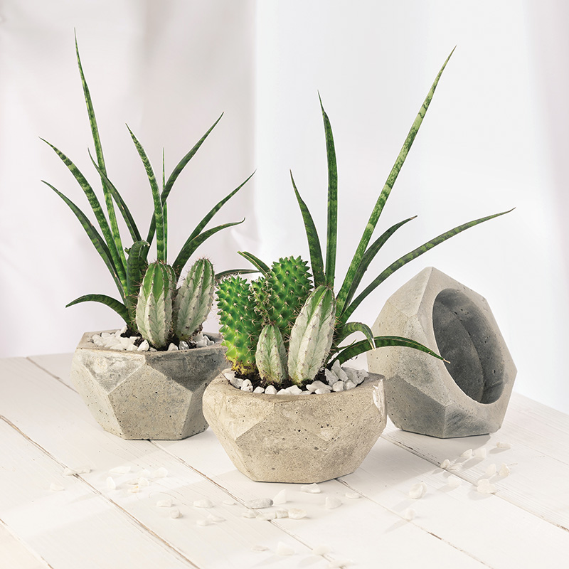 04_ghiveci-geo-cactusi-_cristian-vasile