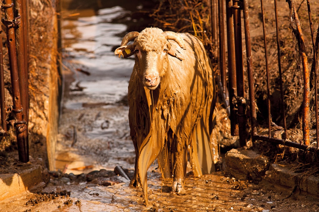 Dragoş Lumpan. Despre „Ultima Transhumanţă”
