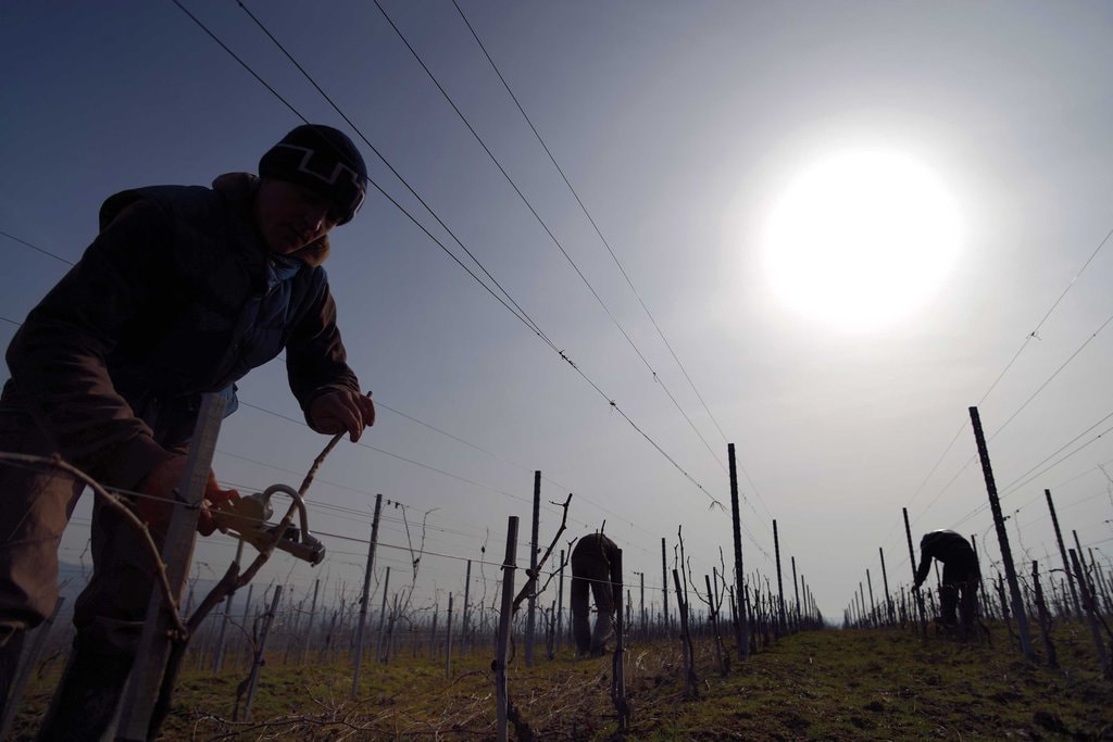 Catleya, de la Proust la Bibescu
