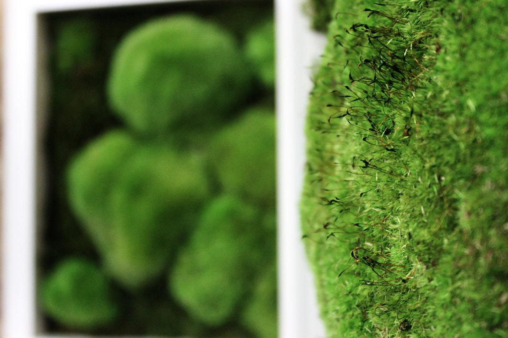 Numărul de martie igloo aduce natura mai aproape! Comandă-l online și câștigă tabloul Poteca Studio!