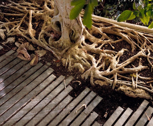 Jardin des Plantes. Un nou concept de seră