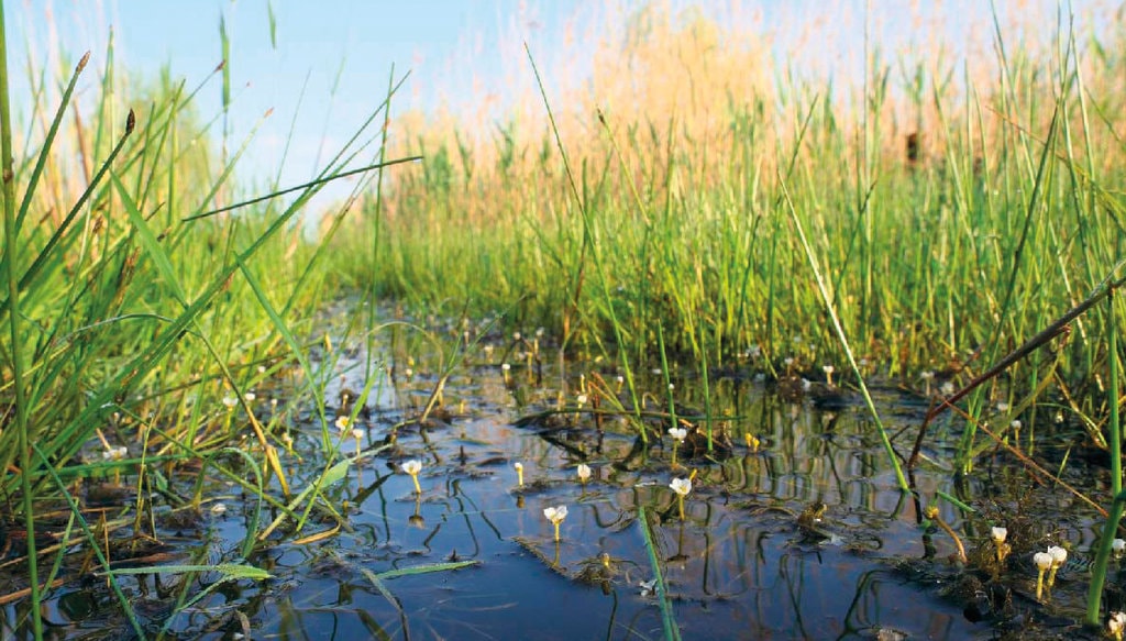 Groapa Văcăreşti sau Parcul-Deltă al Bucureştiului
