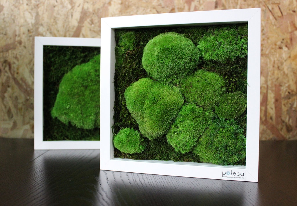 Numărul de martie igloo aduce natura mai aproape! Comandă-l online și câștigă tabloul Poteca Studio!