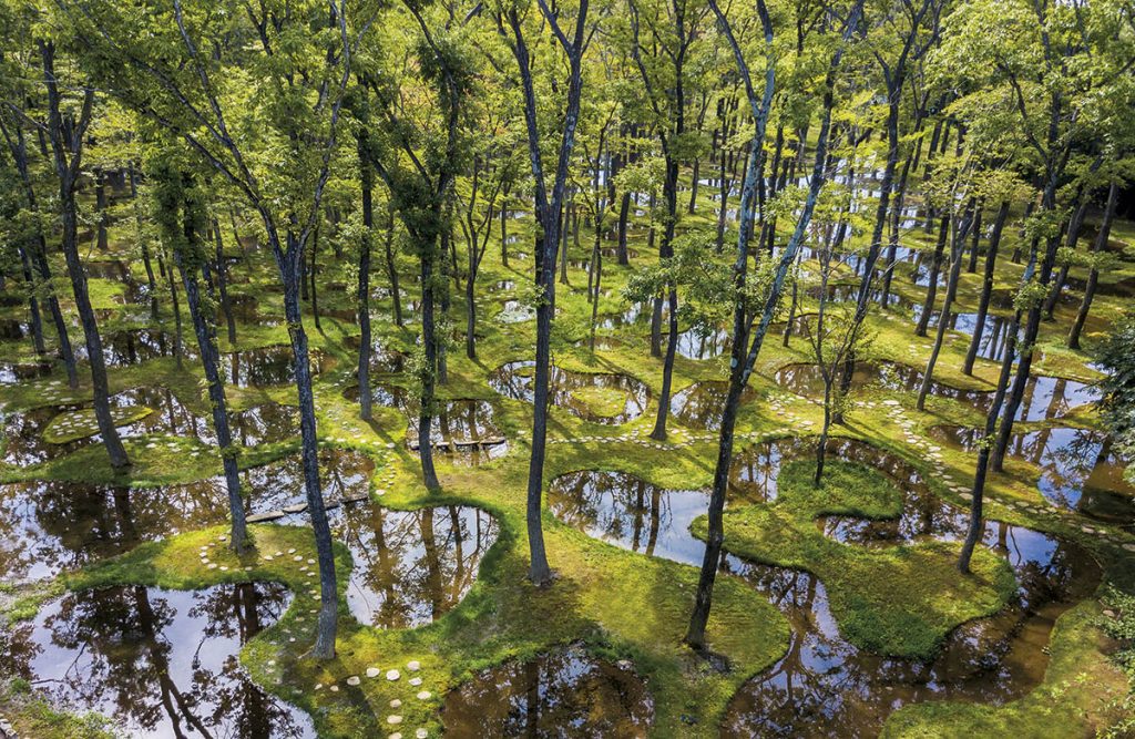 Dosar #214. Art Biotop Water Garden: natură creată în timp