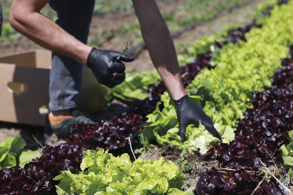 În Grădina Corbilor plantele cresc cu carte