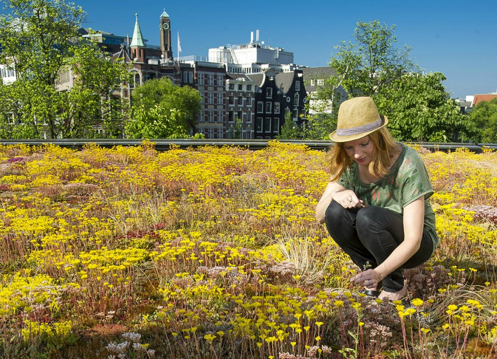 Orașul verde. Recuperarea acoperișurilor