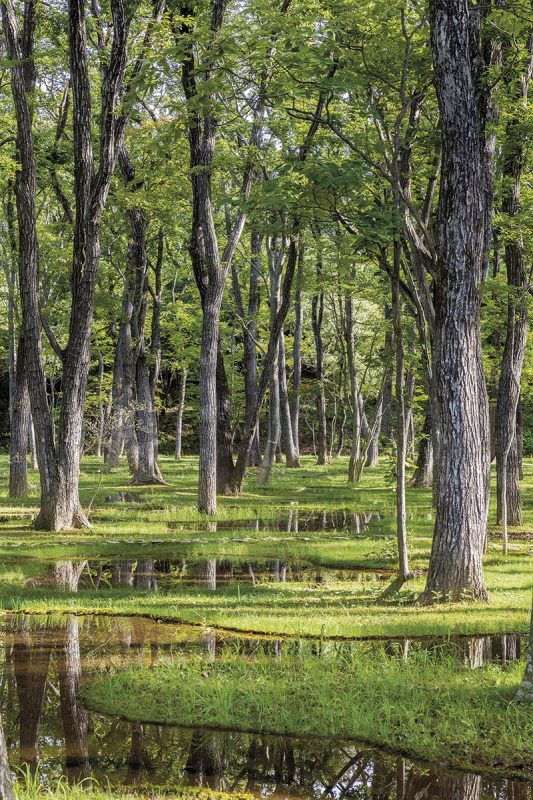 sk1909artbiotop002 - Courtesy of nikissimo Inc