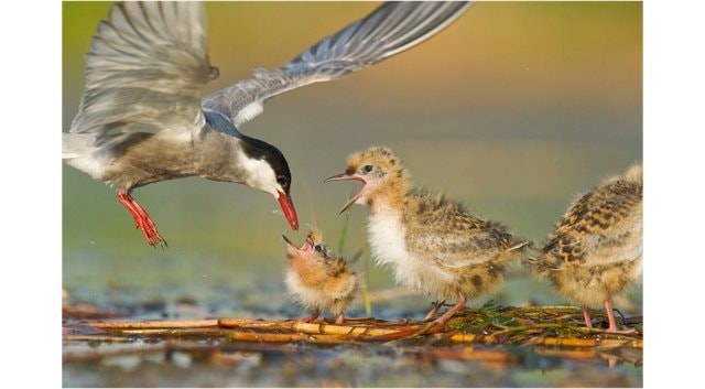 Parcul Natural Văcăreşti a primit avizul Consiliului General al Municipiului Bucureşti