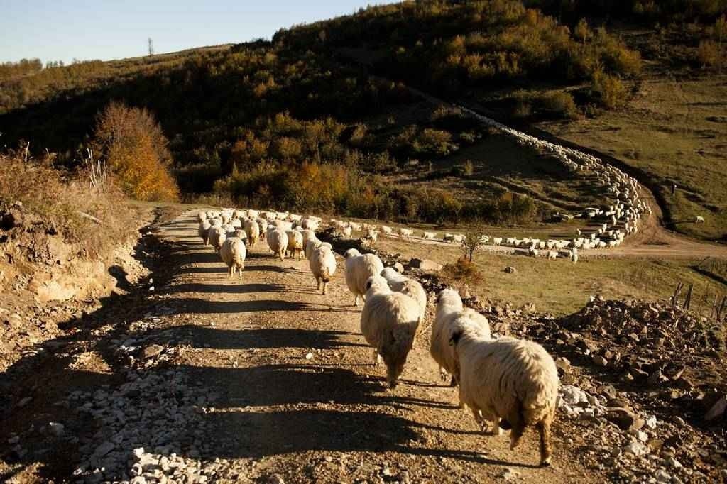 MNAC susține campania de Crowdfunding a proiectului Ultima transhumanță. Dragoș Lumpan