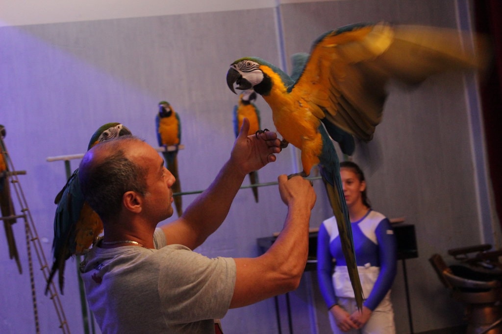 Meserii ascunse în culise de spectacol  - în variantă digitală, pentru copii