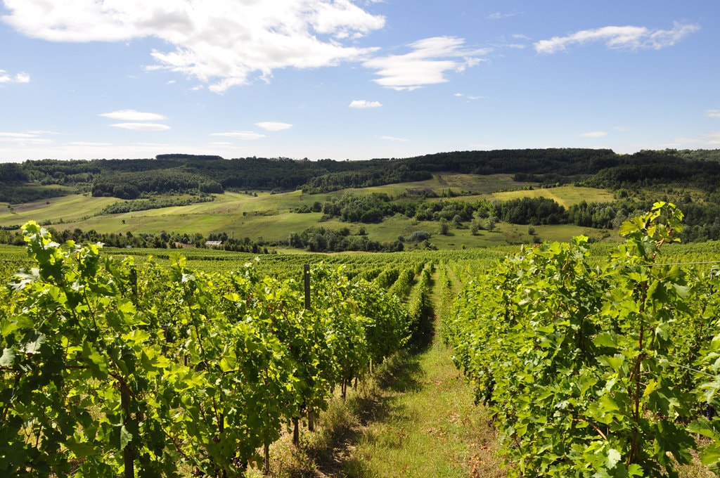 Pe dealurile Corcovei