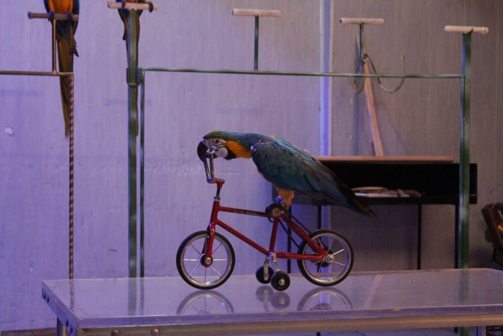 Meserii ascunse în culise de spectacol  - în variantă digitală, pentru copii