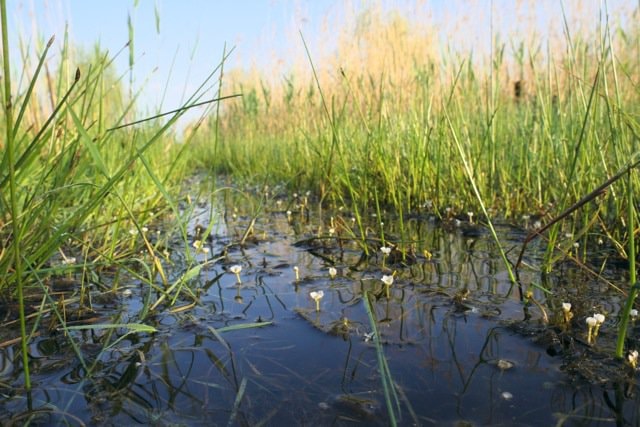 Parcul Natural Văcăreşti a primit avizul Consiliului General al Municipiului Bucureşti