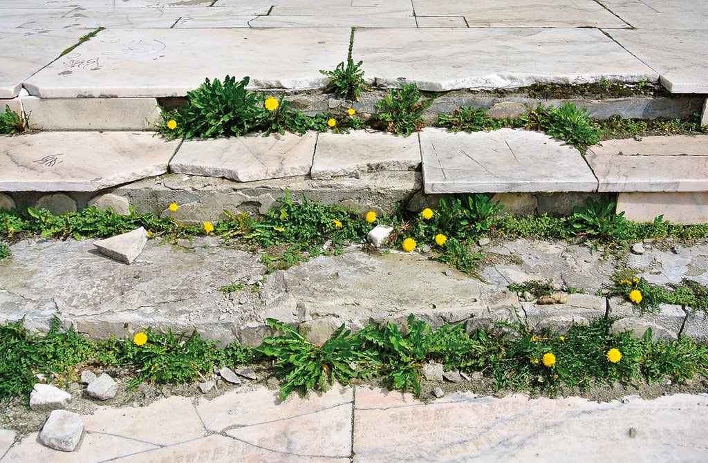 Compendium de vegetaţie spontană