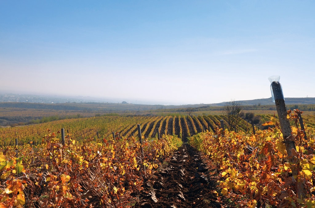 Din Drăgăşani, cu pasiune