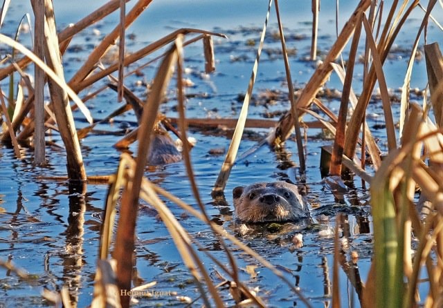 Ziua Internațională a Zonelor Umede sărbătorită de Asociația Parcul Natural Văcărești