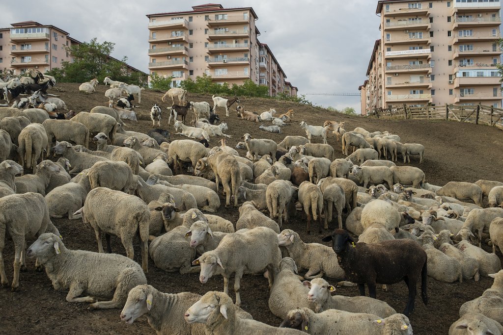 Banchiza Urbană: Farmecul periferiei Bucureștiului: PeriferiaB