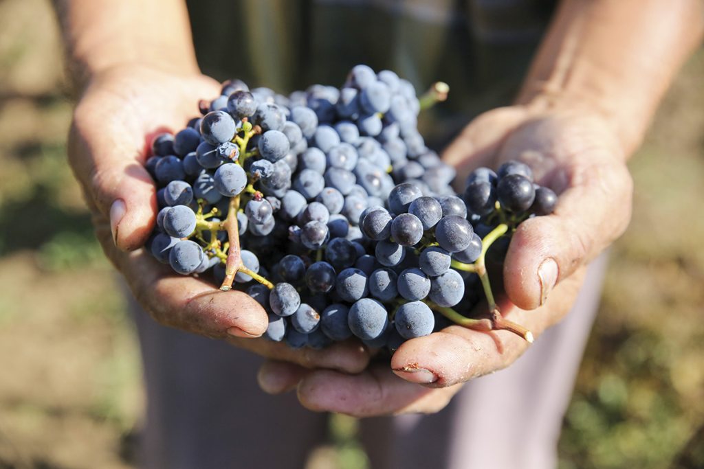 Călătorie în via ecologică de la Petro Vaselo