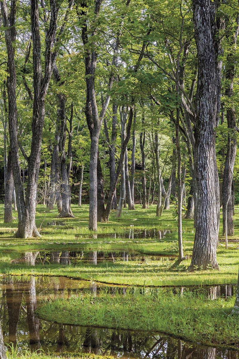 sk1909artbiotop002 - Courtesy of nikissimo Inc