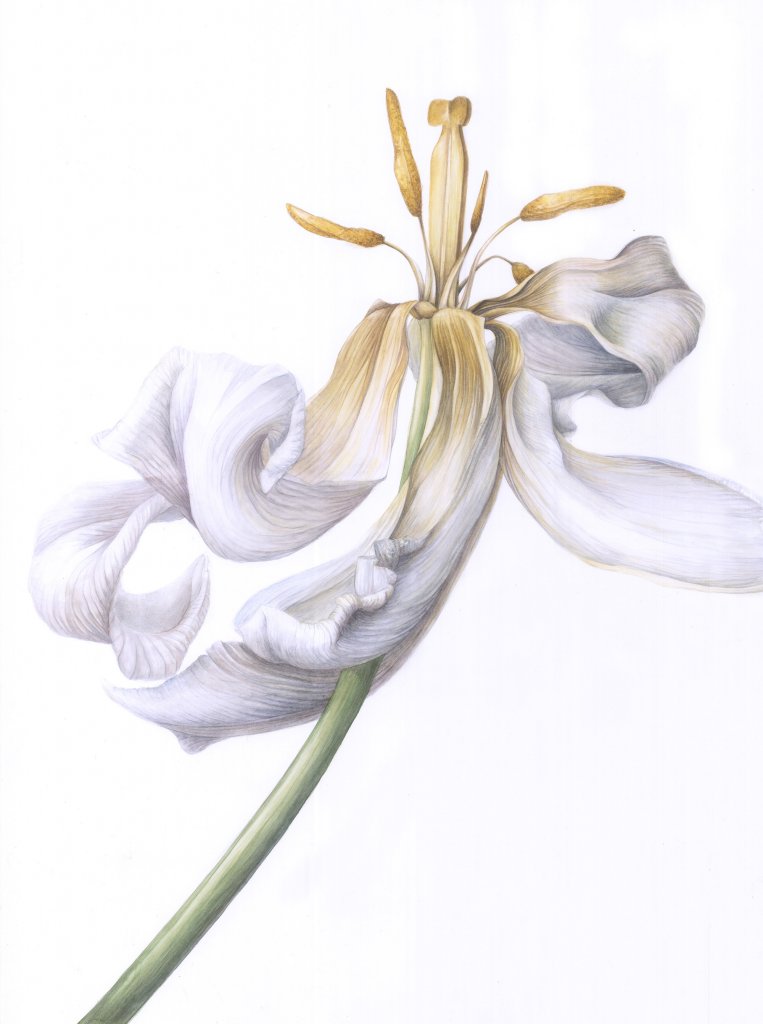 Despre designul botanic: o conversație cu Irina Neacșu